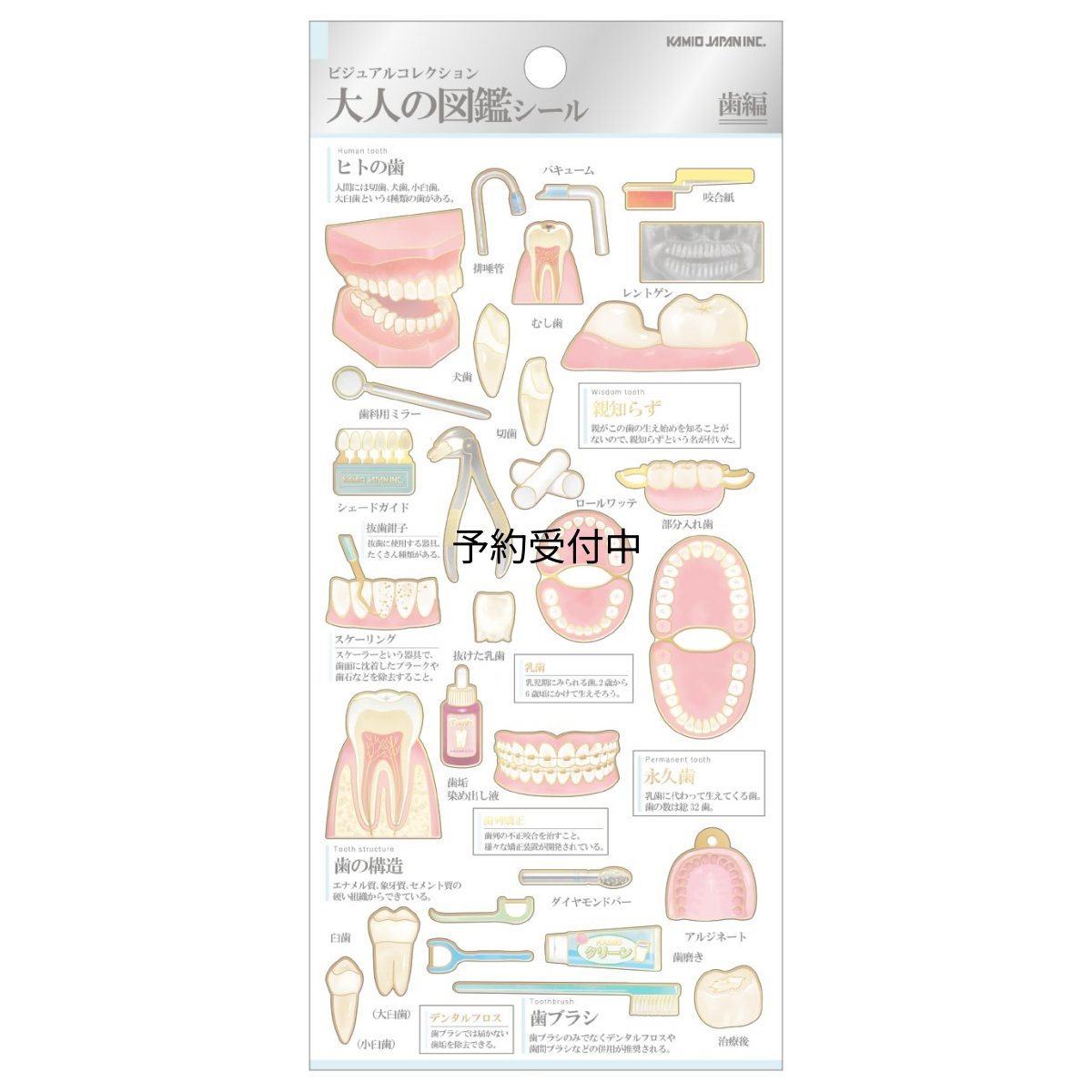 画像1: カミオジャパン ステッカー 大人の図鑑シール 歯 ２２４５８７ (1)