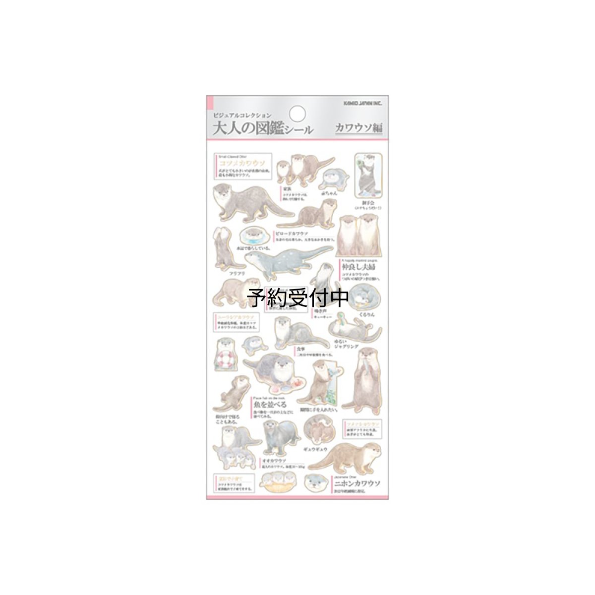 画像1: カミオジャパン シール 大人の図鑑シール カワウソ ２２６３２４ (1)