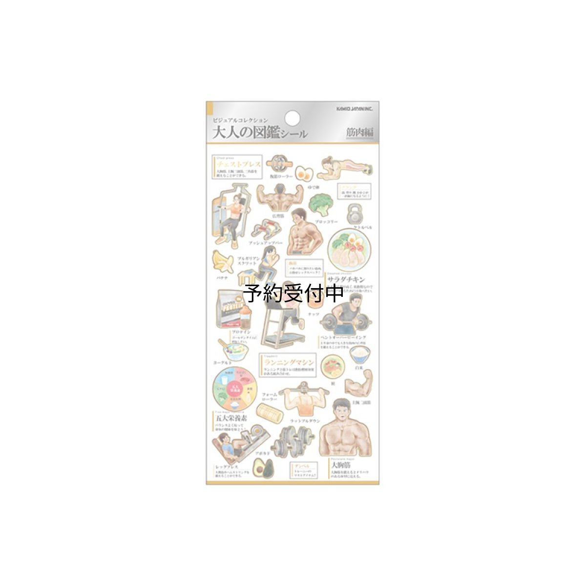 画像1: カミオジャパン シール 大人の図鑑シール 筋肉 ２２６３８１ (1)