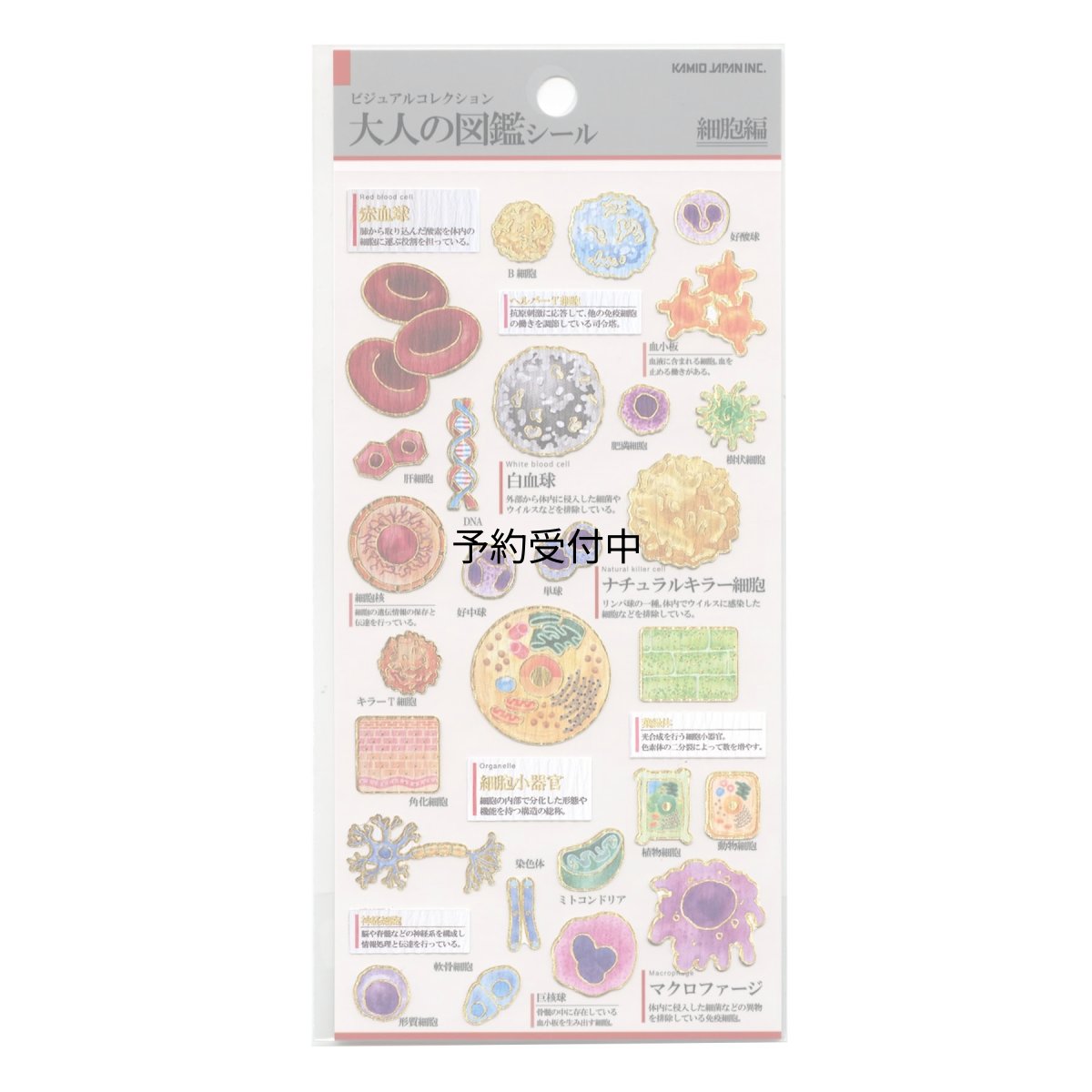 画像1: カミオジャパン シール 大人の図鑑シール 細胞 ２２８１０９ (1)