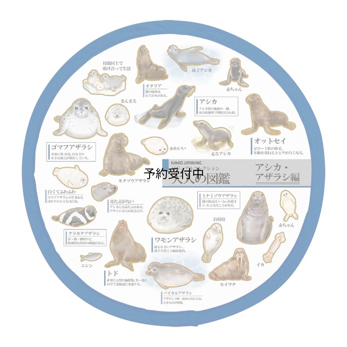 画像1: カミオジャパン うちわ 大人の図鑑折りたたみうちわ アシカ アザラシ ２３１９４０ (1)
