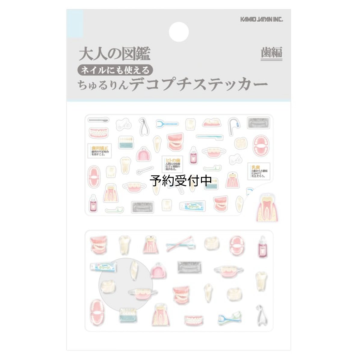画像1: カミオジャパン ステッカー チュルリンデコプチステッカー 大人の図鑑 歯編 ２３３３８０ (1)