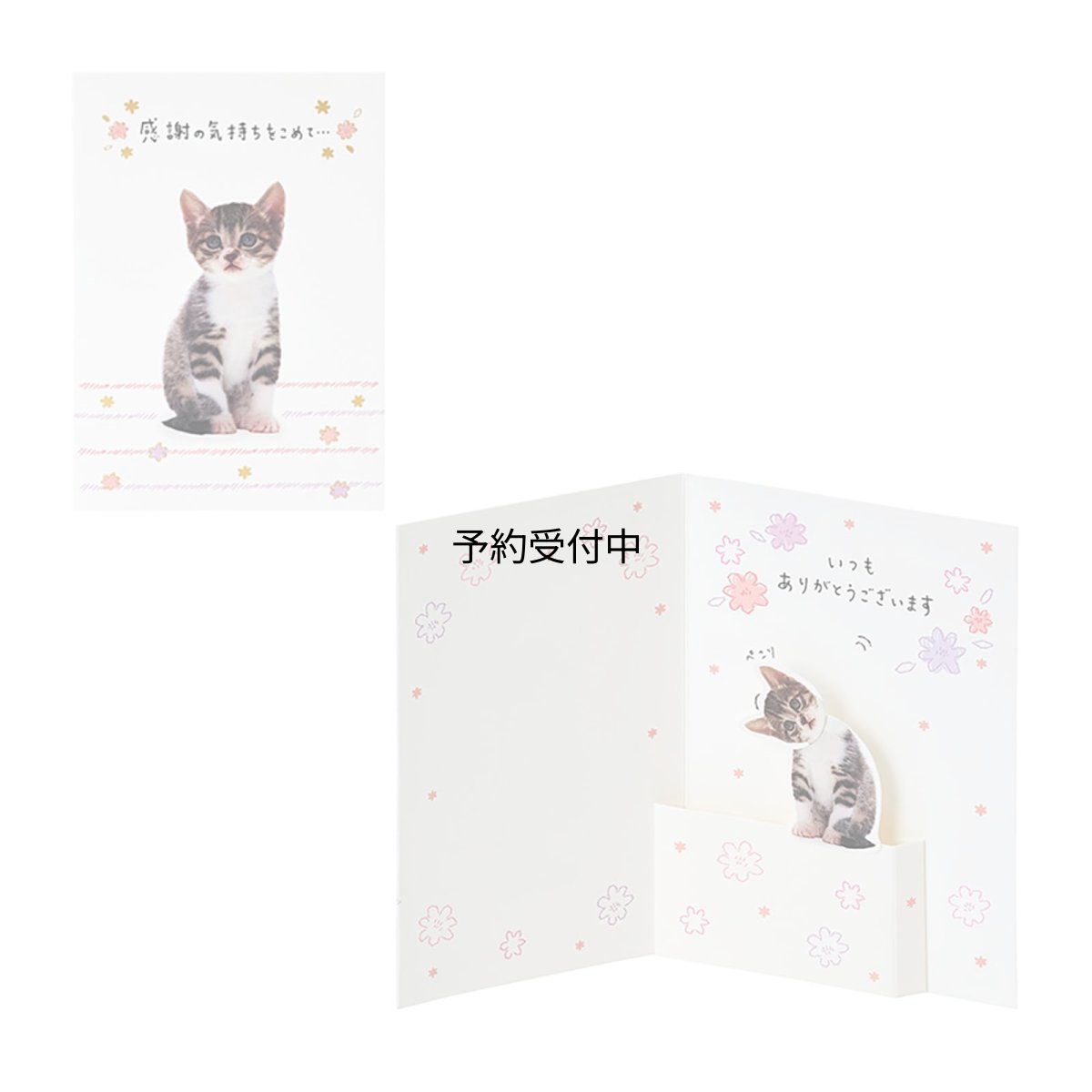 画像1: サンリオ（ＳＡＮＲＩＯ） グリーティングカード 感謝 フォトネコ全身 ＴＹ３２４?６ ８７８９６１ (1)