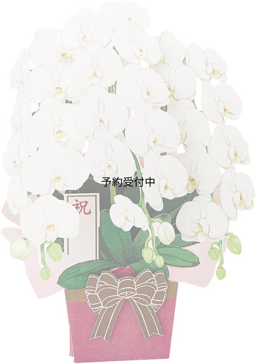 画像1: サンリオ（ＳＡＮＲＩＯ） お祝い 胡蝶欄ポップアップ オイワイ ＣＲ３１?８ Ｌ ２３１ (1)