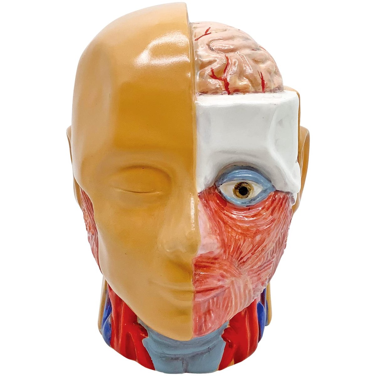 画像1: おもしろ雑貨 人体模型バンク 貯金箱 約１３ｃｍ ＳＡＮ４０８５ (1)