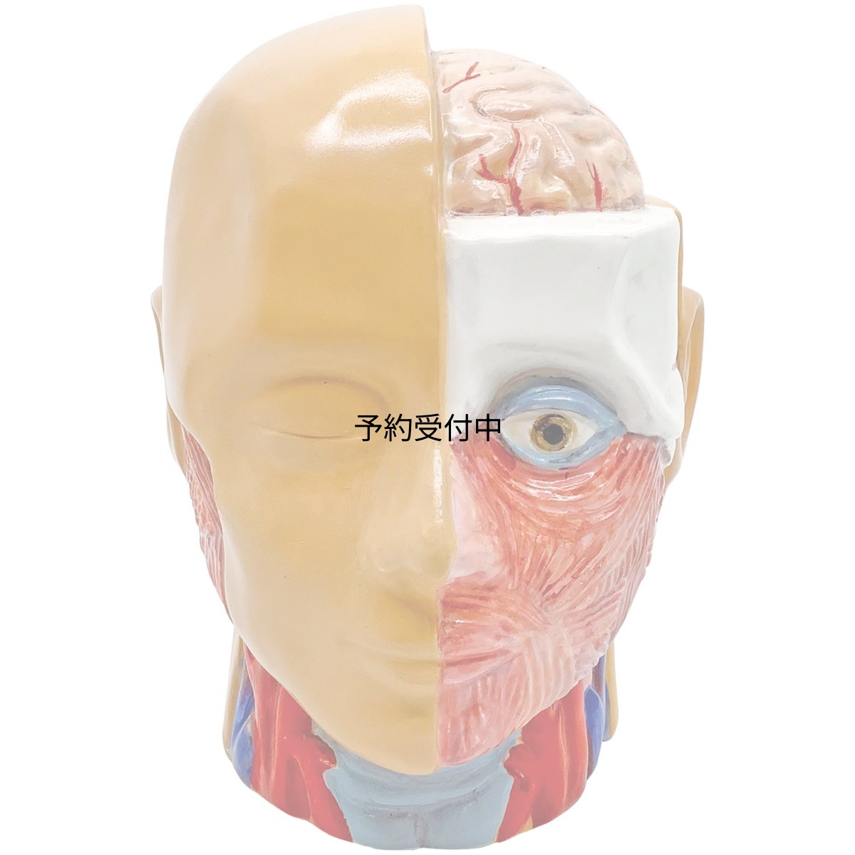 画像1: おもしろ雑貨 人体模型バンク 貯金箱 約１３ｃｍ ＳＡＮ４０８５ (1)
